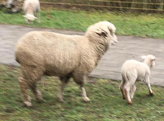 בית כפרי Ven Diofa Kuria